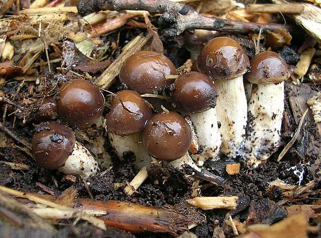 2005 :  Un anno di funghi